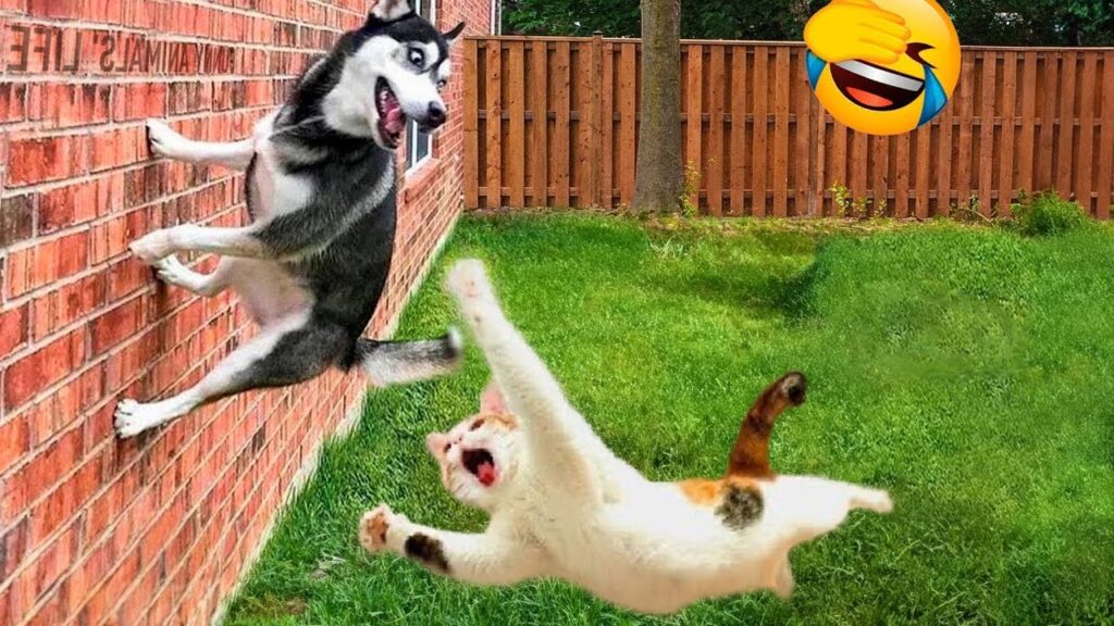 Try Not To Laugh Dogs And Cats 😁 - Best Funniest Animal Videos Of The Month #1