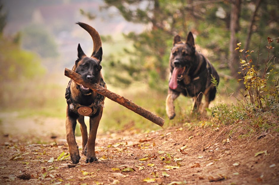 Today's Featured Breed "German Shepherd"