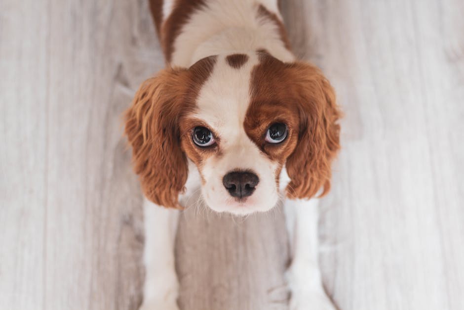 Today's Featured Breed "Cavalier King Charles Spaniel"