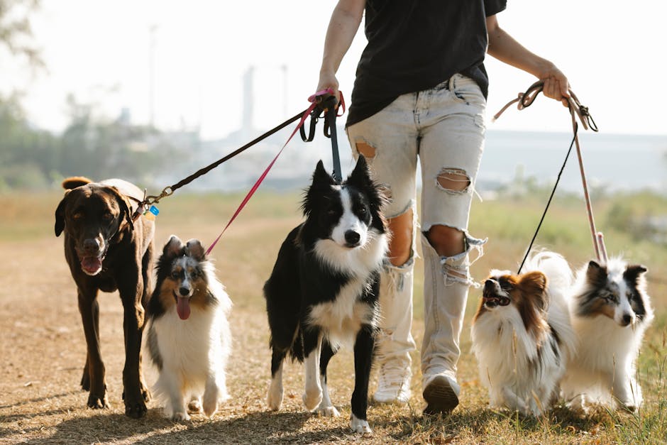 Today's Featured Breed "Shetland Sheepdog"