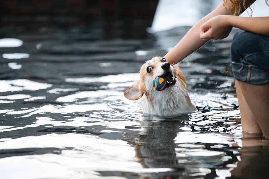 Today's Featured Breed "Pembroke Welsh Corgi"