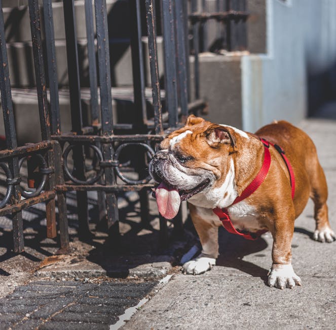 Today's Featured Breed "French Bulldog"